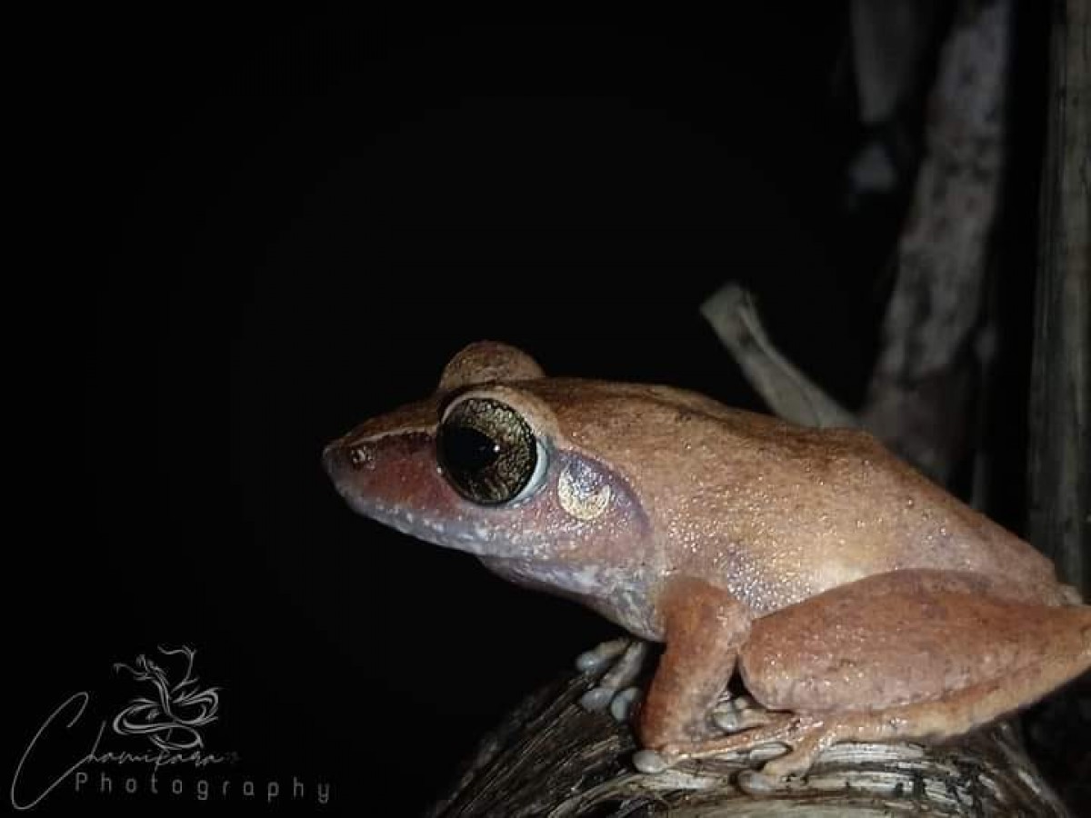 Pseudophilautus schneideri Meegaskumbura, M. & Manamendra-Arachchi, K., 2011